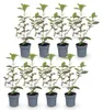 GreenboutiQ - Heckenpflanzen - Eleagnus ebbingei Compacta - Produktbild-Vorschau 2