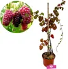 Rubus fruticosus x idaeus 'Tayberry', kruising tussen Productafbeelding-voorbeeld 1