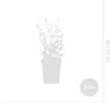 Bloomique - Zestaw 6 sztuk - Salvia Sensation White - Podgląd zdjęcia produktu 7