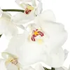 Künstliche orchideen komposition keramikvase h46cm  - Produktbild-Vorschau 2