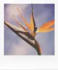POLAROID Farbfilm für SX-70, weißer Rahmen Produktbild-Vorschau 13