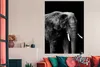 MuchoWow® Poster Elefant mit vor schwarzem Hintergrund - Produktbild-Vorschau 3