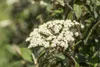 Viburnum rhytidophyllum, Immergrüner Schneeball, 40–60 cm Produktbild-Vorschau 10