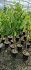Several potted fig trees are lined up in a greenhouse or nursery setting. Náhled obrázku produktu