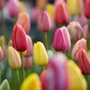Bloomique - Mélange de Tulipes 20 - 60 jours - Bulbes de Voir les images du produit 5