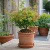 Érable du Japon - Acer palmatum 'Little Princess' - Hauteur Voir les images du produit 5