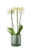 Vase Übertopf aus Glas grün silber mit Blattmuster 24,5cm, Produktbild-Vorschau 5