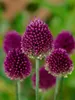 Allium sphaerocephalon, Kugellauch, purpurrot, ca. 9x9 cm Produktbild-Vorschau 4