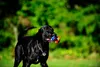 A black dog is running with a colorful ball in its mouth in a grassy area with trees in the background. Produktbild-Vorschau