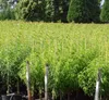 Pfirschbaum `Tellerpfirsich´  120-140cm im 10L-Topf Produktbild-Vorschau 2