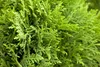 Thuja occidentalis 'Danica', Kugel-Lebensbaum, immergrün, Produktbild-Vorschau 7