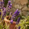 Bloomique - Zestaw 6 sztuk - Lavandula Angustifolia ‘Dwarf Podgląd zdjęcia produktu 5