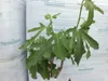 Fíkovník - Ficus carica Verdal cca 200 cm - kmen 6-8 cm Náhled obrázku produktu 3