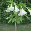 Trąbka angielska (Brugmansia arborea)  – 10 sztuk Podgląd zdjęcia produktu 2
