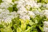 Sedum spectabile 'Stardust', Fetthenne, weißblühend, ca. Produktbild-Vorschau 5