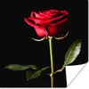 MuchoWow® Poster Eine rote Rose auf schwarzem Hintergrund Produktbild-Vorschau 1