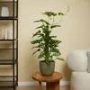 Bloomique - 2er-Set - Monstera Adansonii mit Moosstab - Produktbild-Vorschau 2