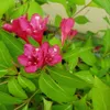 Liebliche Weigelie Bristol Ruby 2L Produktbild-Vorschau 6