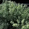 6 x Zitronen-Thymian  - Thymus citriodorus 'Silver Queen'  Produktbild-Vorschau 2