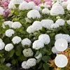 A close-up of a bush with many white hydrangea flowers and green leaves. Produktbild-Vorschau