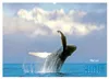 Buckelwale: Aus den blauen Tiefen der Ozeane (Wandkalender Produktbild-Vorschau 8