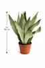 Sansevieria Moonshine cca 50 cm – sansevierie, pokojová Náhled obrázku produktu 5