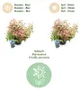 Leucothoe Makijaz - Brun - 2 Plantes - Feuillage persistant Voir les images du produit 10