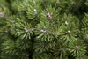 Pinus mugo 'Mini Mops', Bergkiefer, kompakt, 30–40 cm Produktbild-Vorschau 2