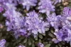 Zwerg-Rhododendron 25-30 cm, im Topf - Rhododendron Produktbild-Vorschau 1