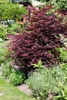 Acer palmatum 'Bloodgood', Japanischer Ahorn, tiefrot, Produktbild-Vorschau 11