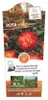 Rose ‘Mein München’ - Hochstamm  | 170–180 cm | Stammhöhe Produktbild-Vorschau 3