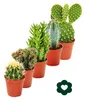 5 různých kaktusů v sadě - 5,5cm květináč Náhled obrázku produktu 2