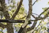 Fiskars PowerGear L77 69cm Astschere Produktbild-Vorschau 26