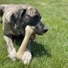 Nylabone Power Chew: Huesos duros para masticar, sabor a Vista previa de la imagen del producto 2