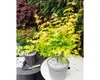 Japanse esdoorn 'Orange Dream', oranje bladkleur. Hoogte: Productafbeelding-voorbeeld 6