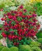 Fuchsia magellanica 'M.Popple', Fuchsie, rot-violett, ca. Produktbild-Vorschau 2
