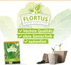 Lauch-Porree Carentan 2 | Lauchsamen von FLORTUS Produktbild-Vorschau 3