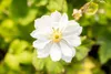 Anemone japonica 'Whirlwind', Herbst-Anemone, weiß, ca. 9x9 Produktbild-Vorschau 3
