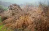 Stauden Gänge 1 x Molinia arundinacea 'Transparent' im 1 Produktbild-Vorschau 7