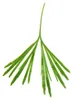 Mini rostlina Actiniopteris australis – kapradina palmová Náhled obrázku produktu 3