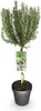 GreenboutiQ - Stamm Pflanze - Rosmarinus officinalis - Produktbild-Vorschau 2