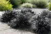 Stauden Gänge 3 x Ophiopogon planiscapus 'Niger' im 1 Liter Produktbild-Vorschau 1