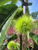 Castanea sativa Ecker - Esskastanie Ecker Produktbild-Vorschau 1
