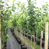 Kosui, Nashi, Asienbirne Apfelbirne, saftig süß, Halbstamm, Produktbild-Vorschau 2