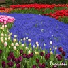 100 cibuliek Muscari Armeniacum (XXL veľkosť cibule 9/10 Náhľad obrázku produktu 11