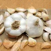 Artikelbild 3 von 'Winterpflanzknoblauch Messidor' aus der Kategorie Pflanzknoblauch Produktbild-Vorschau