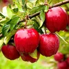 Malus domestica 'Red Delicious', roter, süßer Apfelbaum, Produktbild-Vorschau 1