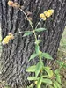 Buddleja weyeriana 'Sungold' - Arbuste à papillons, Voir les images du produit 2