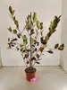 Aronia prunifolia 'Nero', aronie, bobulovitý keř, květináč Náhled obrázku produktu 2