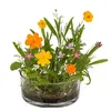 Dosenblume Blumenwiese 37/0043 Produktbild-Vorschau 2